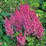 Astilbe chinensis 'Love and Pride'