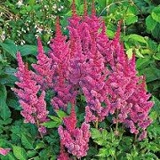 Astilbe chinensis 'Love and Pride' (22/01/2015)  added by Shoot)