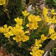 Saxifraga 'Foster's Gold' (x elisabethae) (22/01/2015)  added by Shoot)
