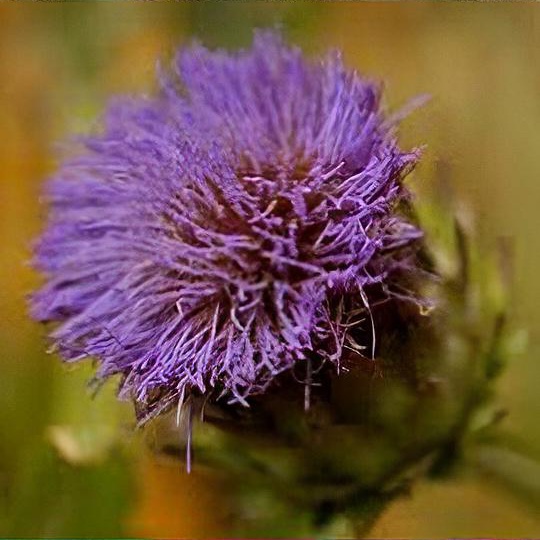 Cynara cardunculus (Scolymus Group) 'Violet de Provence'