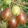 Ribes uva-crispa 'Martlet' (22/01/2015)  added by Shoot)