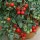 Tomato Tumbler (22/12/2016) Lycopersicon esculentum 'Tumbler' added by Shoot)