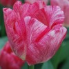 Tulipa 'Hemisphere'