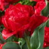 Tulipa 'Monte Red'