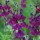 Sage 'Nachtvlinder' (Salvia x jamensis 'Nachtvlinder' ) (29/04/2016) Salvia x jamensis 'Nachtvlinder'  added by Shoot)