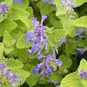  (01/09/2017) Nepeta 'Limelight' added by Shoot)
