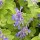  (01/09/2017) Nepeta 'Limelight' added by Shoot)