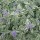Caryopteris 'White Surprise'  Added by Nicola
