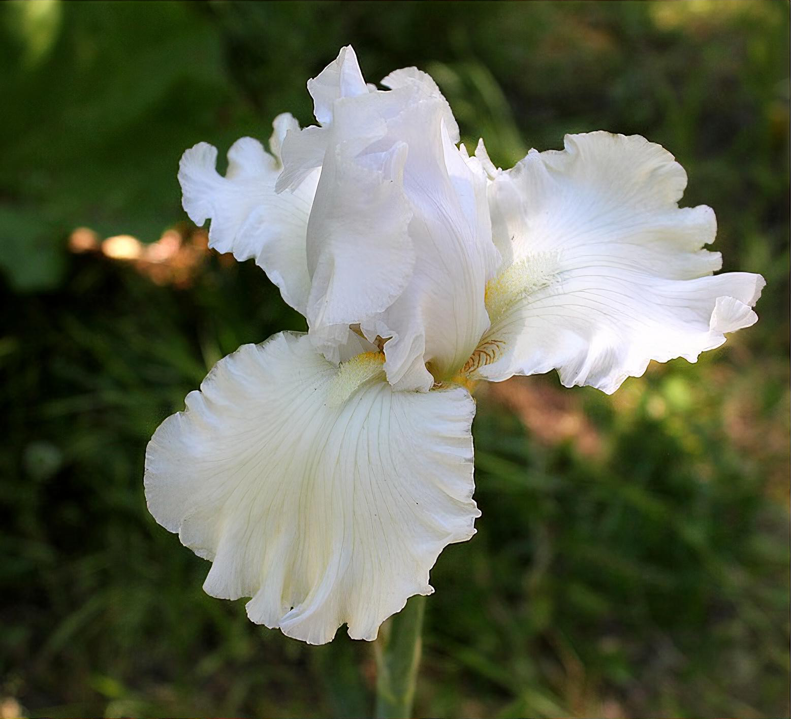 Iris 'Madeira Belle'