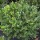  (24/04/2019) Buxus microphylla var. japonica 'Winter Gem' added by Shoot)