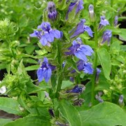  (03/04/2020) Lobelia siphilitica blue-flowered added by Shoot)