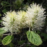  (22/08/2019) Fothergilla x intermedia 'Mount Airy' added by Shoot)