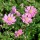  (11/05/2021) Anemone hupehensis var. japonica 'Bressingham Glow' added by Shoot)