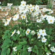 Anemone x hybrida 'Coupe d'Argent' (Japanese anemone 'Coupe d'Argent') Added by Garden Designer