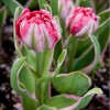 Tulipa 'Eternal Flame'