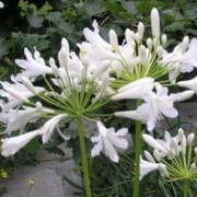 African lily 'Polar Ice' (06/05/2016) Agapanthus 'Polar Ice' added by Shoot)
