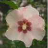 Hibiscus syriacus 'Blush Satin'