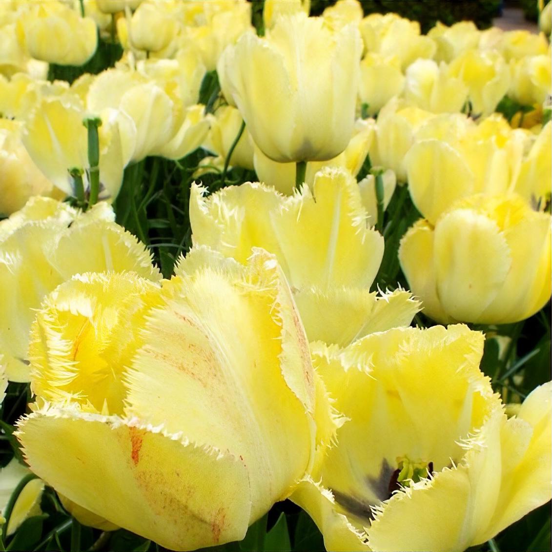 Tulipa 'Fringed Elegance'