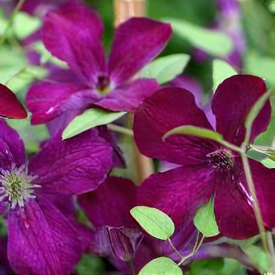 Clematis 'Royal Velours'