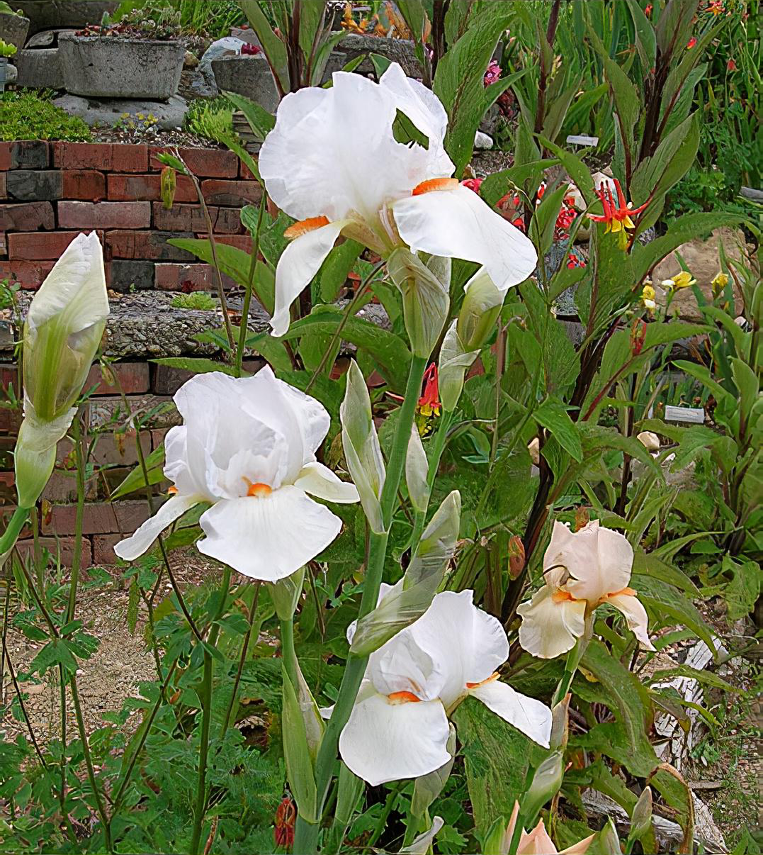 Iris 'Frost and Flame'