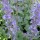 Nepeta grandiflora 'Summer Magic' (04/05/2016) Nepeta grandiflora 'Summer Magic' added by Shoot)