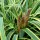 Carex trifida 'Rekohu Sunrise' Added by ColinGrimwood