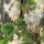  (26/06/2018) Ribes sanguineum 'Elkington's White'  added by Shoot)