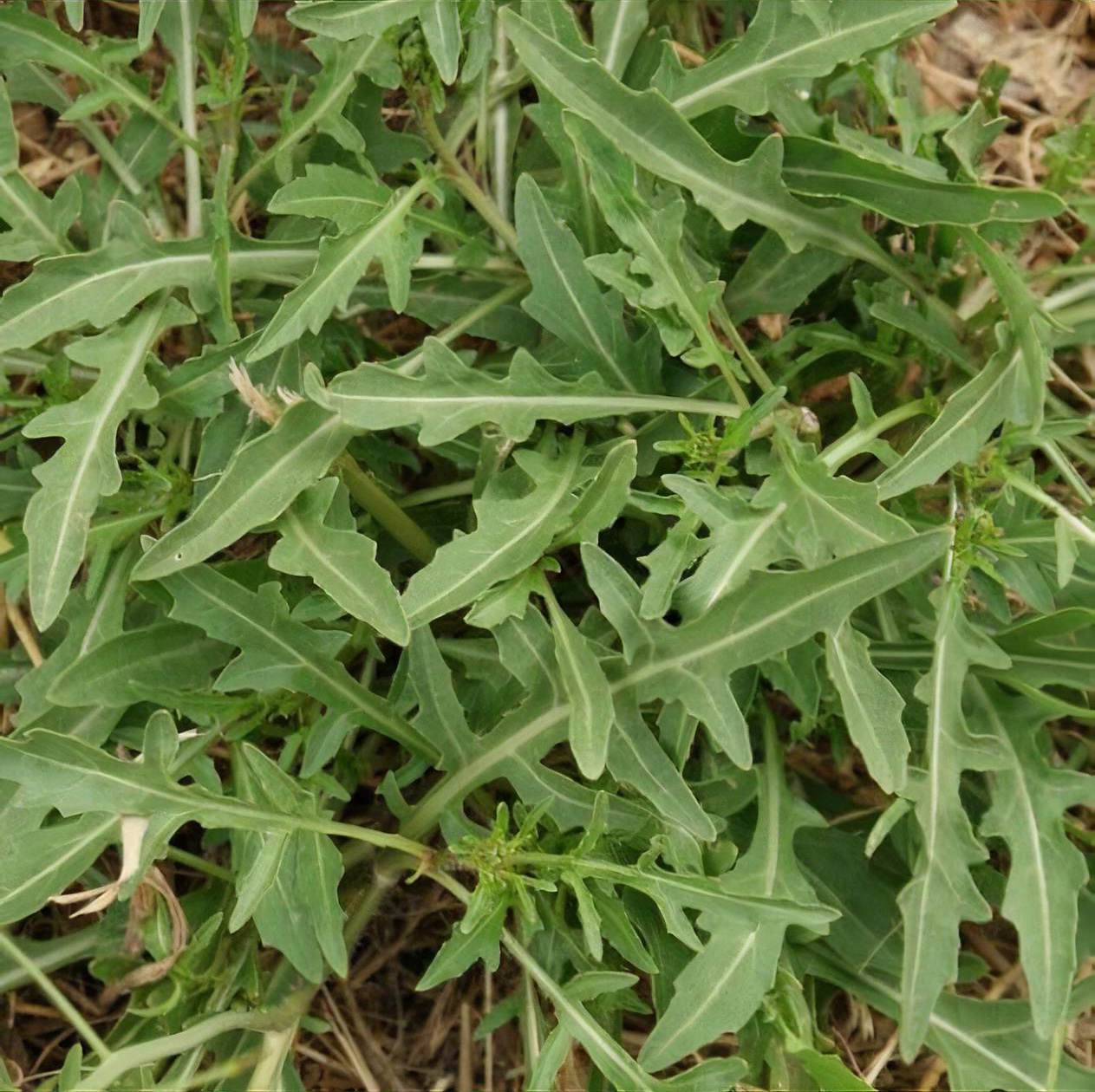 Diplotaxis tenuifolia 