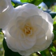 Camellia japonica 'Nuccio's Gem' (03/02/2017) Camellia japonica 'Nuccio's Gem' added by Shoot)