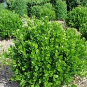 Buxus microphylla 'Faulkner' (09/09/2016) Buxus microphylla 'Faulkner' added by Shoot)