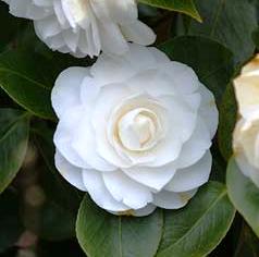 Camellia japonica 'Centifolia Alba'