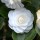  (07/03/2018) Camellia japonica 'Centifolia Alba' added by Shoot)