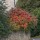 Rhus typhina early Oct Added by Eliza Gray