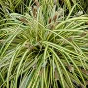  (14/12/2016) Carex morrowii 'Variegata' added by Shoot)