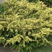 Taxus baccata 'Summergold' (11/03/2015)  added by Shoot)
