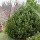 Pinus heldreichii 'Compact Gem' (11/03/2015)  added by Shoot)