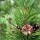 Pinus mugo subsp. mugo (17/11/2014)  added by Shoot)