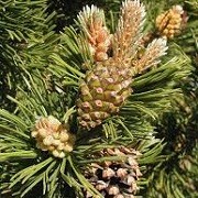 Pinus mugo subsp. uncinata (17/11/2014)  added by Shoot)