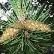 Pinus nigra subsp. nigra 