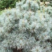 Pinus parviflora 'Blue Giant' (17/11/2014)  added by Shoot)