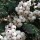 Sorbus 'White Wax' (17/11/2014)  added by Shoot)