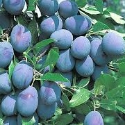 Prunus domestica 'Hauszwetche'