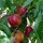 Prunus persica var. nectarina 'Fantasia' (20/11/2014)  added by Shoot)