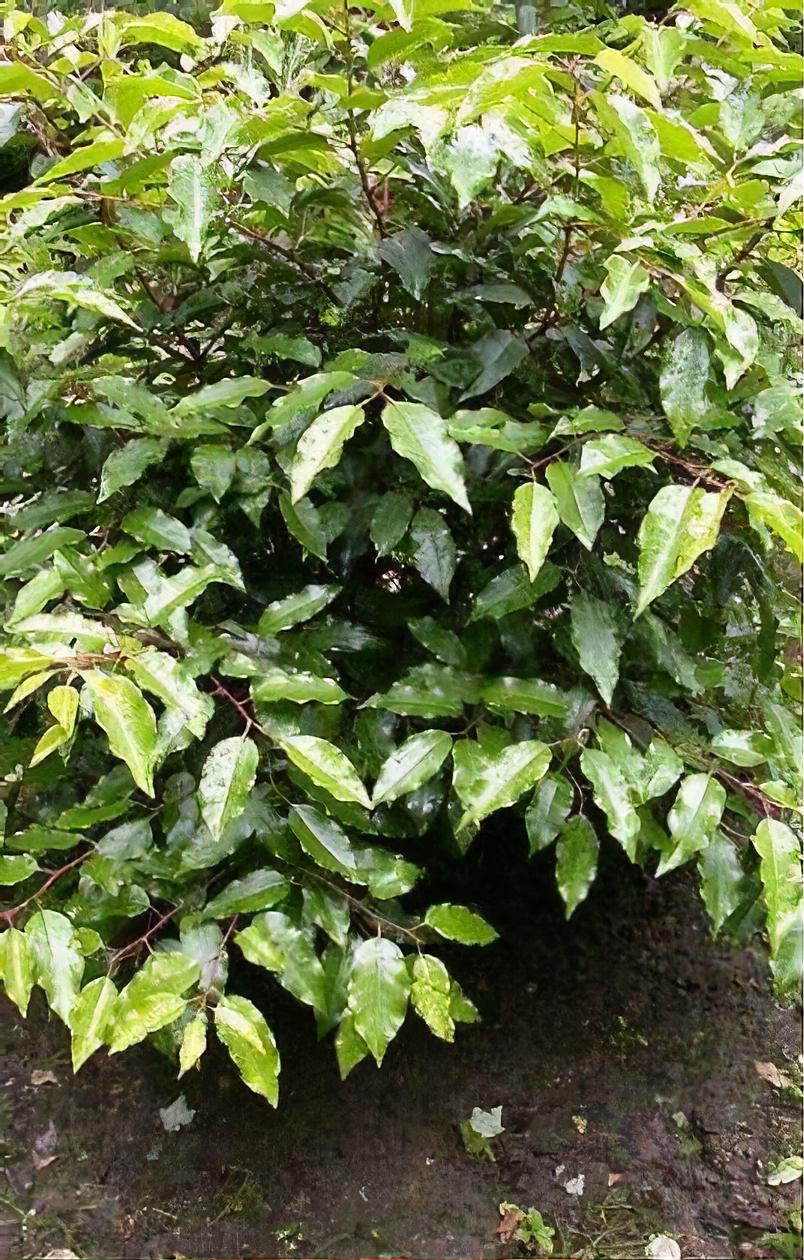 Prunus lusitanica 'Myrtifolia'