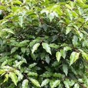 Prunus lusitanica 'Myrtifolia'  (27/09/2016) Prunus lusitanica 'Myrtifolia' added by Shoot)