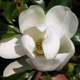 Magnolia grandiflora 'Francois Treyve'