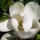  (30/01/2017) Magnolia grandiflora 'Francois Treyve' added by Shoot)