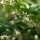 Sarcococca ruscifolia (29/11/2016) Sarcococca ruscifolia added by Shoot)