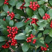 Skimmia japonica (12/03/2015)  added by Shoot)