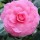Camellia japonica (12/03/2015)  added by Shoot)
